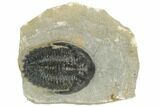 Detailed Hollardops Trilobite - Ofaten, Morocco #191853-4